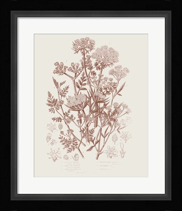 Framed Flowering Plants IV Brown Print