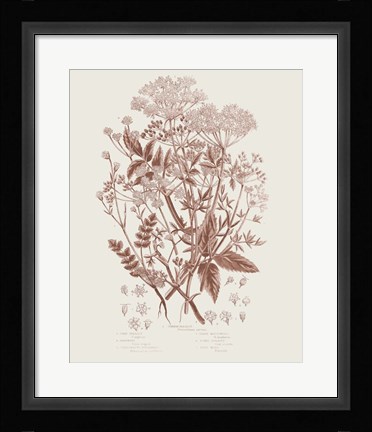 Framed Flowering Plants I Brown Print