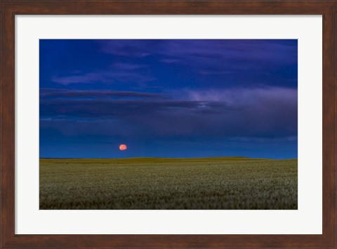 Framed Harvest Moon Rising, Alberta, Canada Print