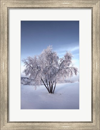 Framed Snow Covered Tree in the Yukon River, Canada Print