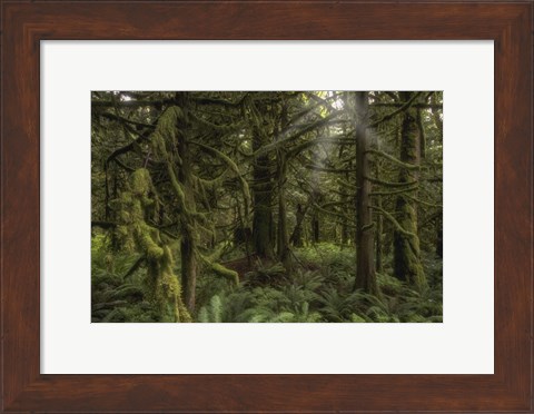 Framed Forest in British Columbia, Canada Print