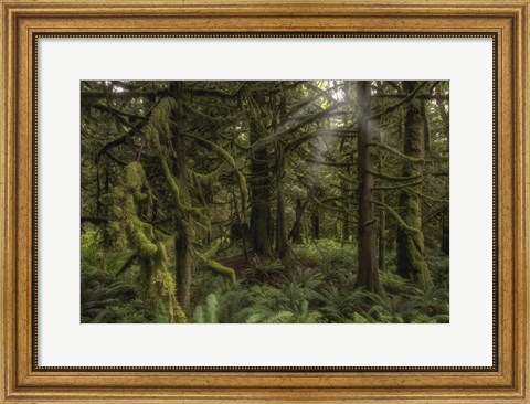 Framed Forest in British Columbia, Canada Print
