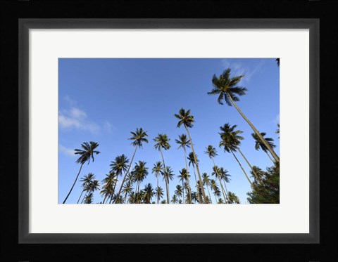 Framed Low Angle View Of a Group Of Palm Trees in Kauai, Hawaii Print