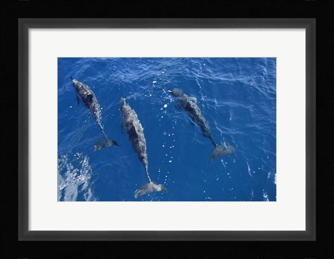 Framed Group Of Spinner Dolphins Print