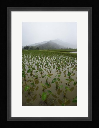 Framed Taro Field in Hanalei National Wildlife Refuge Print