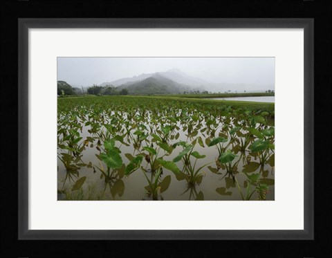 Framed Taro Field in Hanalei National Wildlife Refuge, Kauai, Hawaii Print
