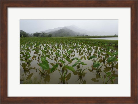 Framed Taro Field in Hanalei National Wildlife Refuge, Kauai, Hawaii Print