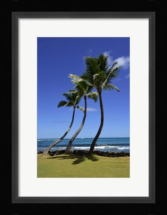 Framed Palm Trees on the Coast Of Hauula Print