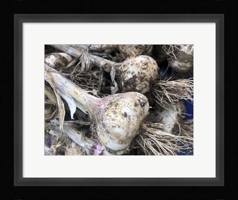 Framed Freshly Harvested Garlic Bulbs, Close-Up Print