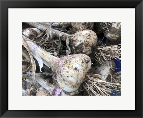 Framed Freshly Harvested Garlic Bulbs, Close-Up Print
