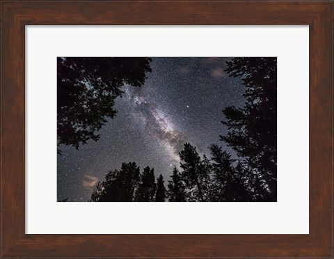 Framed Summer Milky Way Looking Up Through Trees in Banff National Park Print
