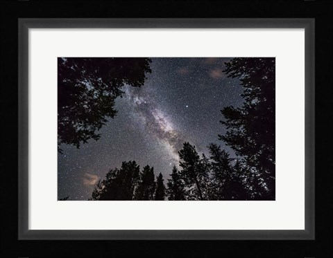 Framed Summer Milky Way Looking Up Through Trees in Banff National Park Print