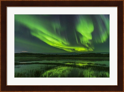 Framed Aurora Over Prosperous Lake, Near Yellowknife Print