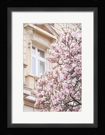 Framed Pink Spring Magnolias in Paris Print