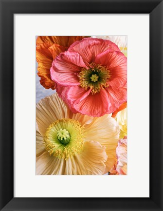 Framed Spring Poppies Print