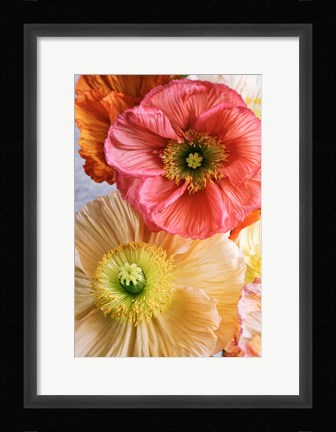 Framed Spring Poppies Print