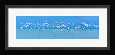 Framed Sugarlife Seabirds Print