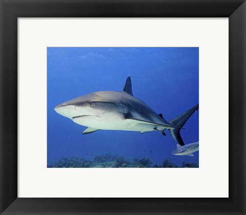 Framed Reef Shark, Tiger Beach Print