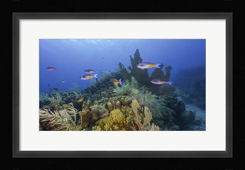 Framed Small Group Of Creole Wrasse Pass Over a Reef Print