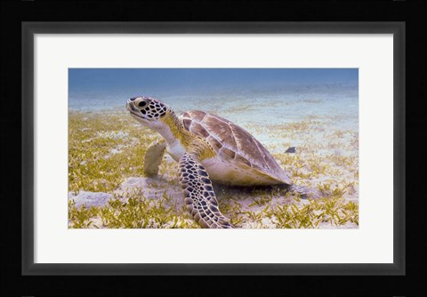 Framed Green Turtle in the Sea Grass Print