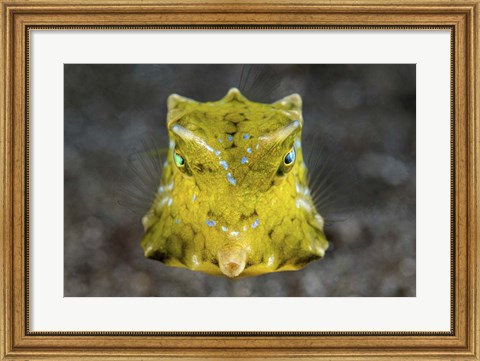 Framed Boxfish Portrait Print