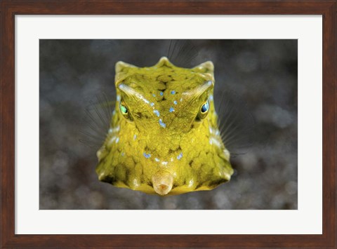 Framed Boxfish Portrait Print