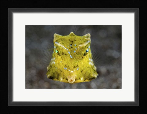 Framed Boxfish Portrait Print