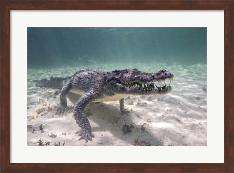 Framed Crocodile Stalking Its Prey Print