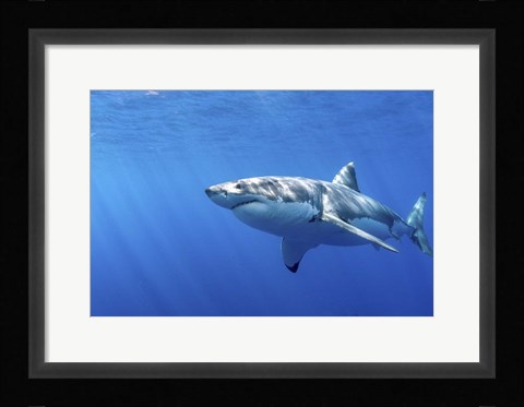 Framed Great White Shark in Guadalupe Mexico Print