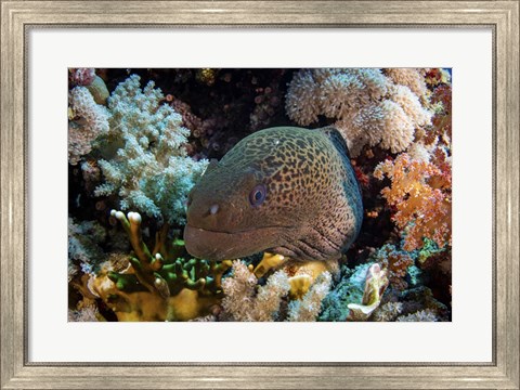 Framed Moray Eel Framed With Beautiful Soft Corals, Red Sea Print