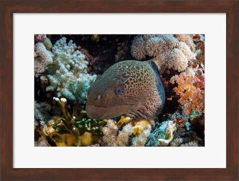 Framed Moray Eel Framed With Beautiful Soft Corals, Red Sea Print