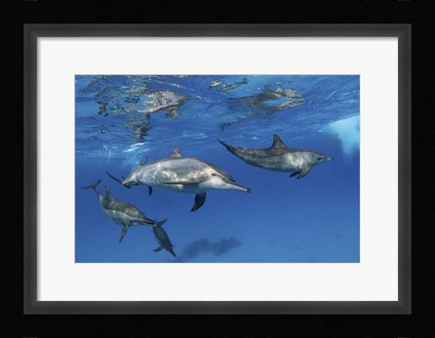 Framed Pod Of Spinner Dolphins Plays Near the Surface Of Red Sea Print