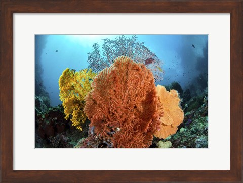 Framed Different Colored Sea Fans Grow Together Print