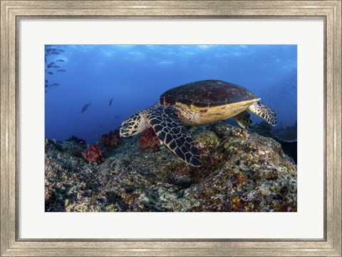 Framed Hawksbill Turtle Glides Over a Reef in Search Of a Meal Print