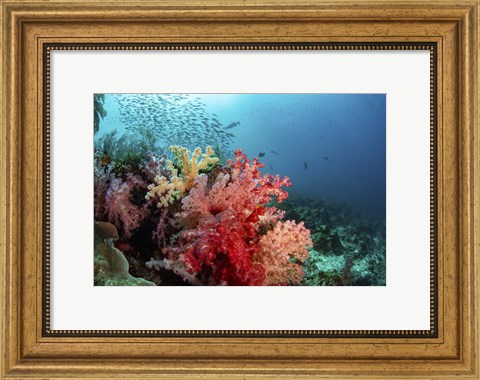 Framed Soft Corals Adorn the Reef and Fish Are Plentiful Print