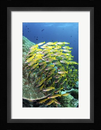 Framed School Of Fish Bonds Tightly Together For Protection Print