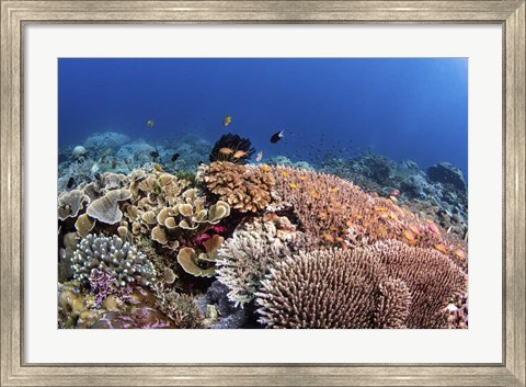 Framed Beautiful Hard Coral Reef Supports a Healthy Ecosystem Print