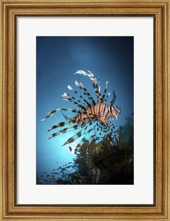 Framed Lionfish Hovers Over a Coral Reef As the Sun Sets Print