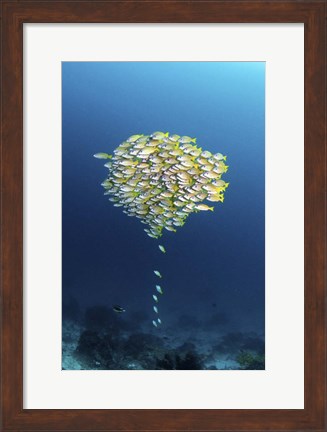 Framed School Of Fish With a Few Stragglers Catching Up to the School Print