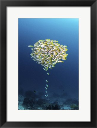 Framed School Of Fish With a Few Stragglers Catching Up to the School Print