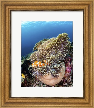 Framed Clownfish Seeking Shelter in An Anemone Print