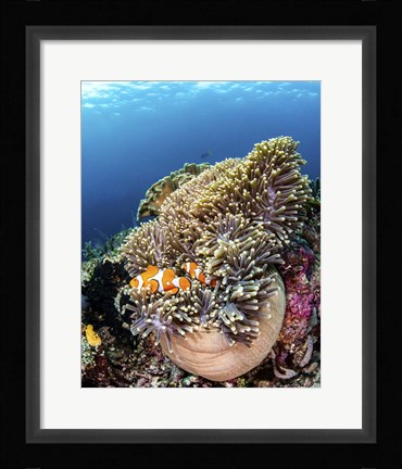 Framed Clownfish Seeking Shelter in An Anemone Print