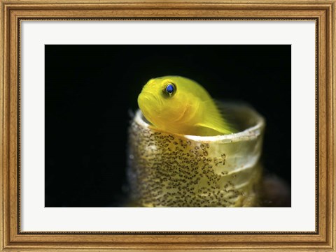 Framed Lemon Goby With Its Eggs On the Side Of a Tube Worm Hole Print