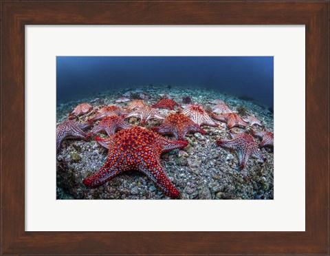 Framed Panamic Cushion Stars Gather On the Sea Floor Print