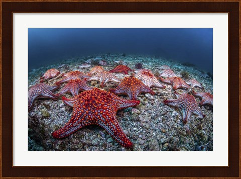 Framed Panamic Cushion Stars Gather On the Sea Floor Print