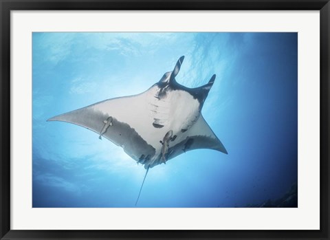Framed Giant Manta Ray Soars By Under the Sun Print