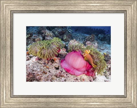 Framed Two Anemone Fish Make Their Home in a Pink Anemone Print