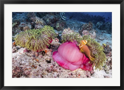 Framed Two Anemone Fish Make Their Home in a Pink Anemone Print