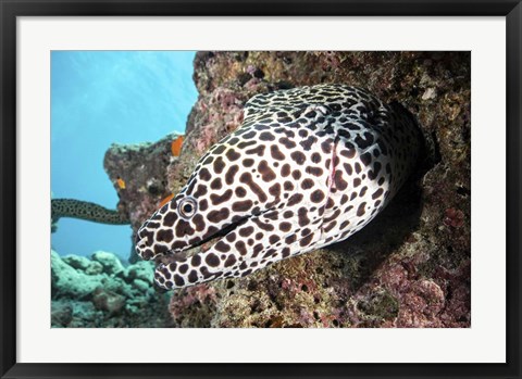 Framed Honeycomb Eel Emerges From Its Den Print