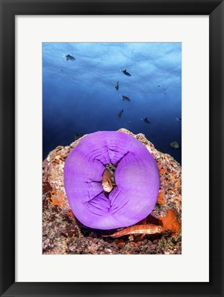 Framed Clownfish Peeks Out From a Purple Anemone Print